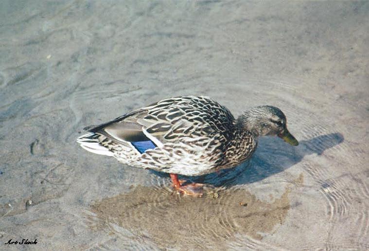 0330-Mallard Duck-by Art Slack.jpg