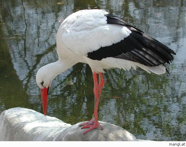 04022496ied-European White Stork-by Erich Mangl.jpg
