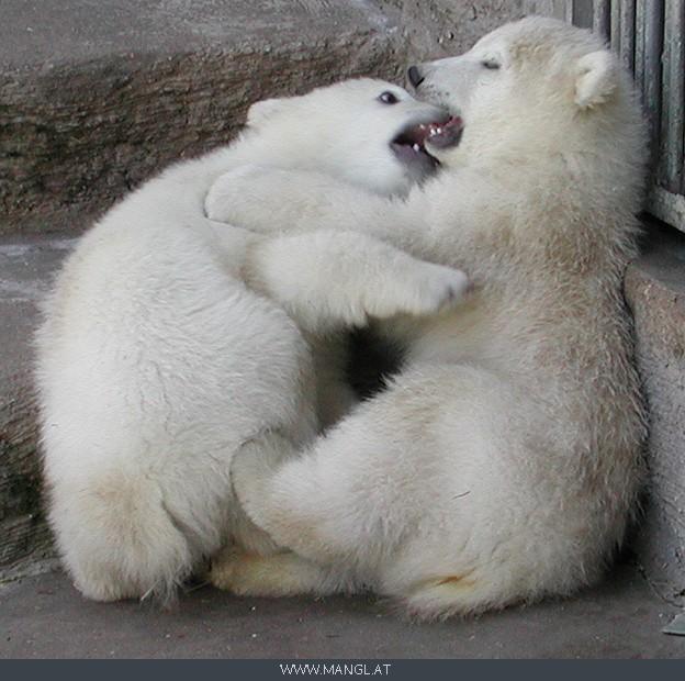 04022517ied-Polar Bear cubs-by Erich Mangl.jpg