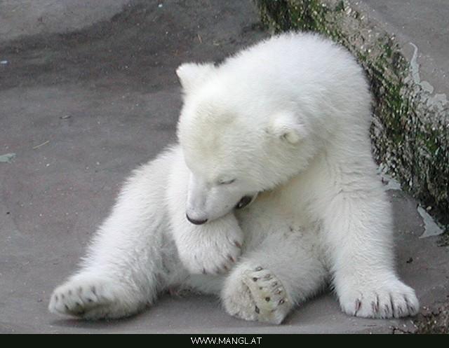 04022530ied-Polar Bear cub-by Erich Mangl.jpg