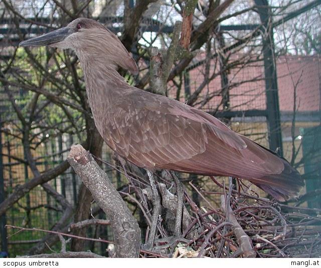 04022708ied-Hammerkop-by Erich Mangl.jpg