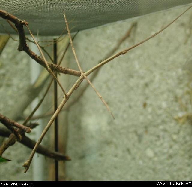 04022715ied-Walking Stick Insect-by Erich Mangl.jpg