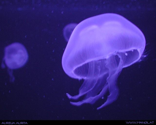 04022720ied-Moon Jellyfish-by Erich Mangl.jpg