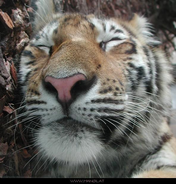 04022767ied-Sleeping Tiger-by Erich Mangl.jpg