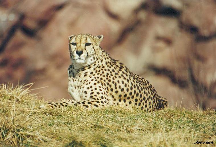 0409-Cheetah-by Art Slack.jpg