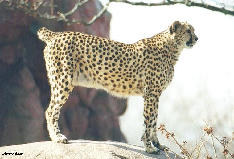 0410-Cheetah-by Art Slack.jpg