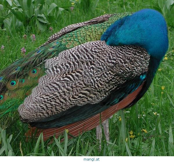 04103977ied-Peacock-by Erich Mangl.jpg