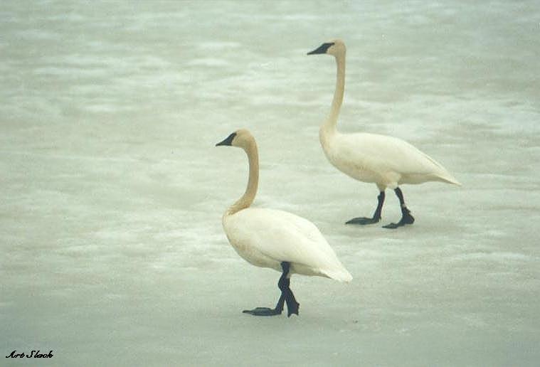 0410a-Whistling Swans-by Art Slack.jpg
