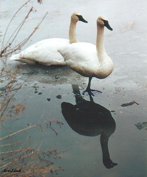 0411-Whistling Swans-by Art Slack.jpg