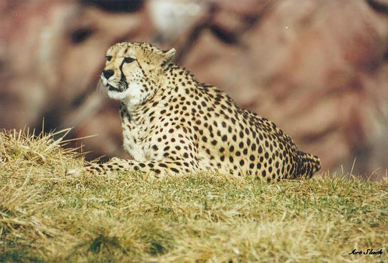 0414-Cheetah-by Art Slack.jpg
