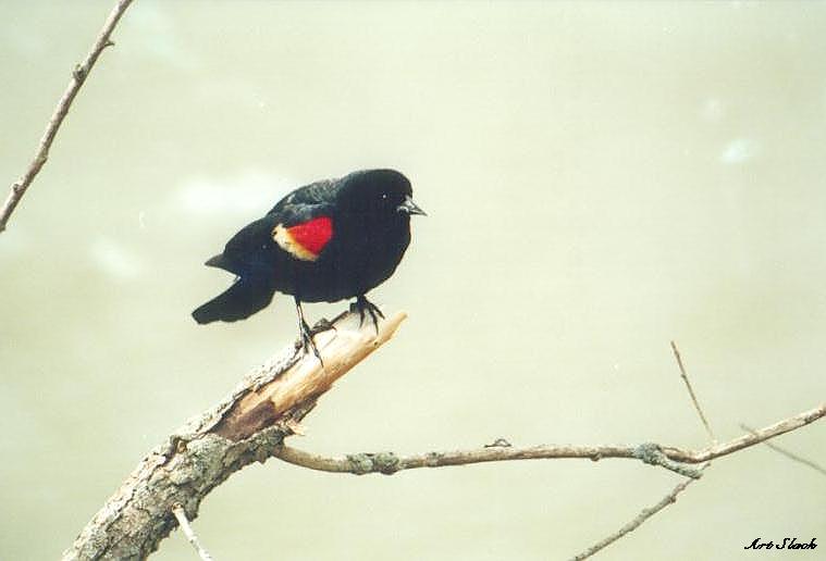 0414a-Red-winged Blackbird-by Art Slack.jpg