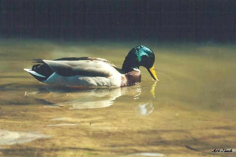 0416-Mallard Duck-by Art Slack.jpg