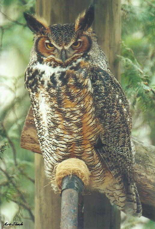 0417-Great Horned Owl-by Art Slack.jpg