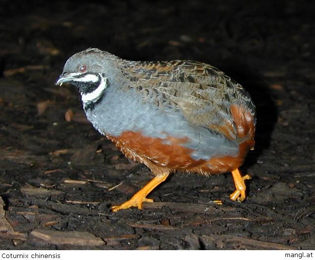 04170183ied-Chinese King Quail-by Erich Mangl.jpg