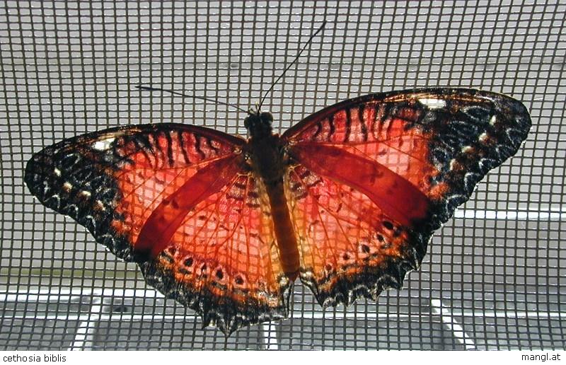04170187ied-Red Lacewing Butterfly-by Erich Mangl.jpg