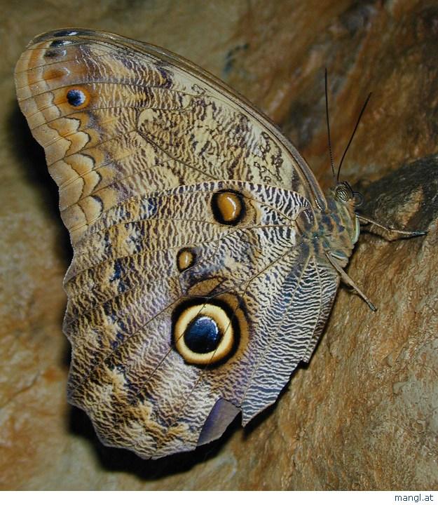 04170229ied-Owl Butterfly-by Erich Mangl.jpg