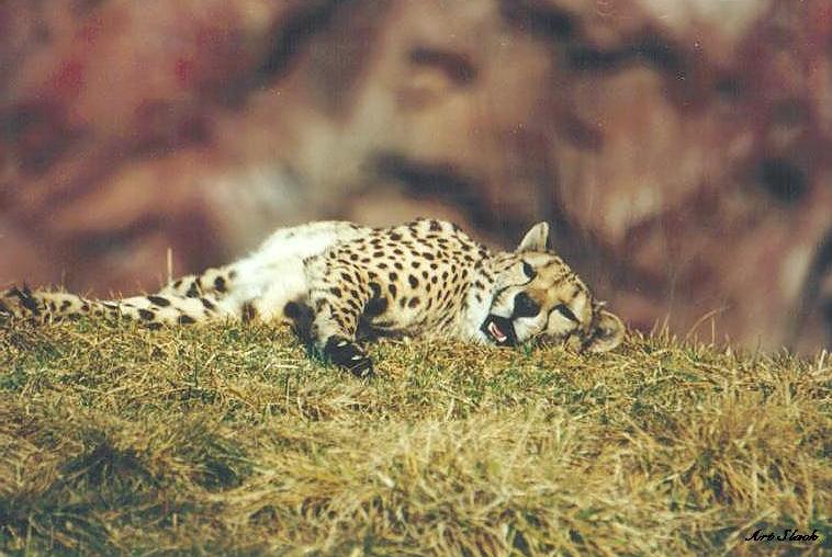 0418-Cheetah-by Art Slack.jpg