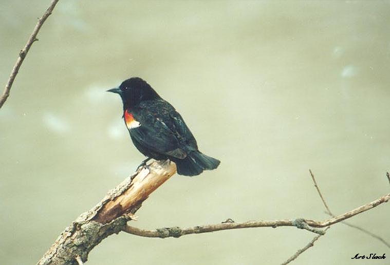 0419-Red-winged Blackbird-by Art Slack.jpg