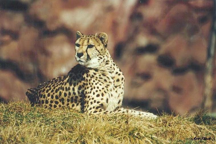 0421-Cheetah-by Art Slack.jpg