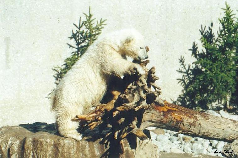 0426-Polar Bear-by Art Slack.jpg