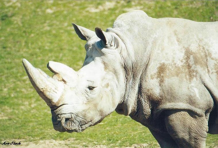 0503-White Rhinoceros-by Art Slack.jpg