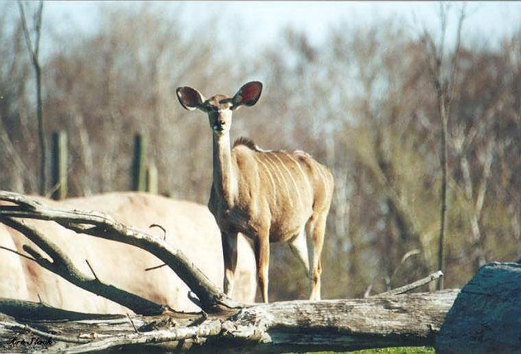 0505-Kudu Antelope-by Art Slack.jpg