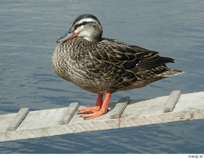 05298949ied-Mallard Duck-by Erich Mangl.jpg