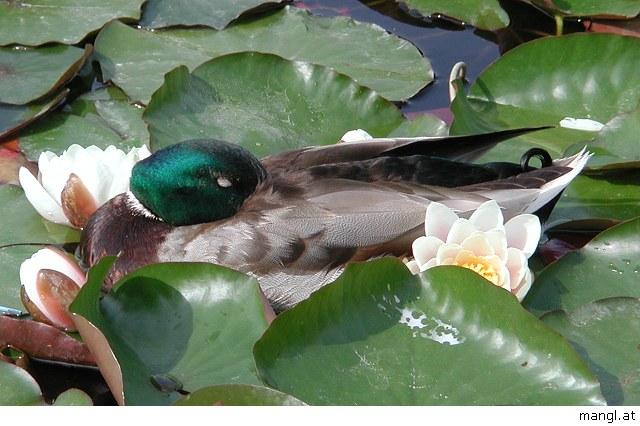 05298951ied-Mallard Duck-by Erich Mangl.jpg