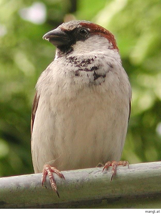 05299004ied-European Tree Sparrow-by Erich Mangl.jpg