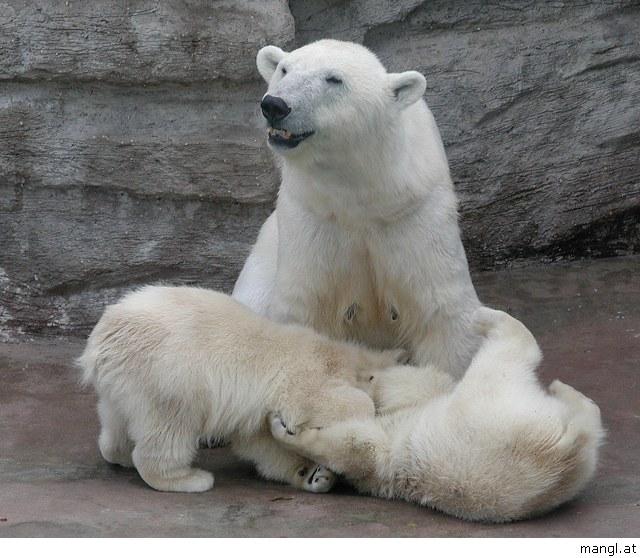 05299025ied-Polar Bears-by Erich Mangl.jpg