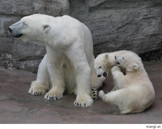 05299028ied-Polar Bears-by Erich Mangl.jpg