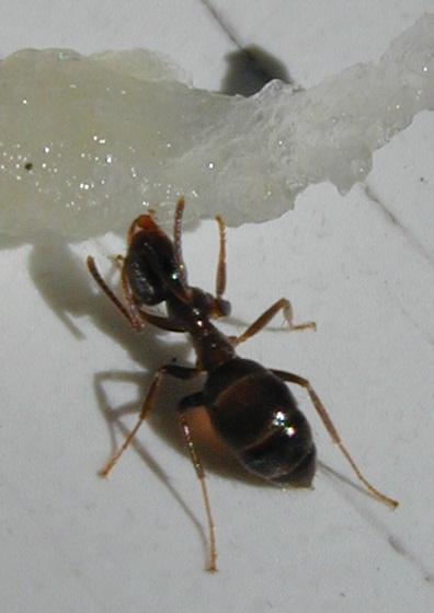 06090072-Formicidae-Common Ant-by Erich Mangl.jpg