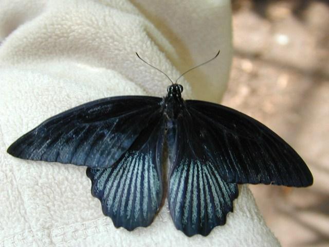 06161891-Blue Morpho Butterfly-by Erich Mangl.jpg