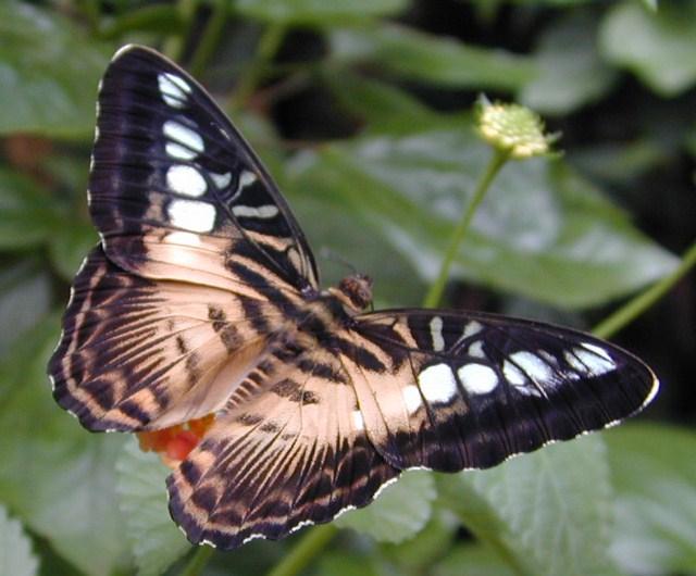 06161916-Unknown Butterfly-by Erich Mangl.jpg