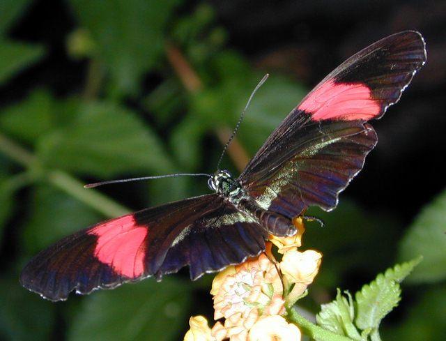 06161937-Postman Longwing Butterfly-by Erich Mangl.jpg