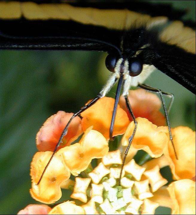 06161942-Unknown Butterfly-by Erich Mangl.jpg