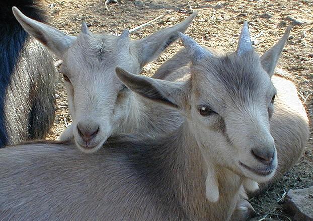 09121346-Domestic Goats-by Erich Mangl.jpg