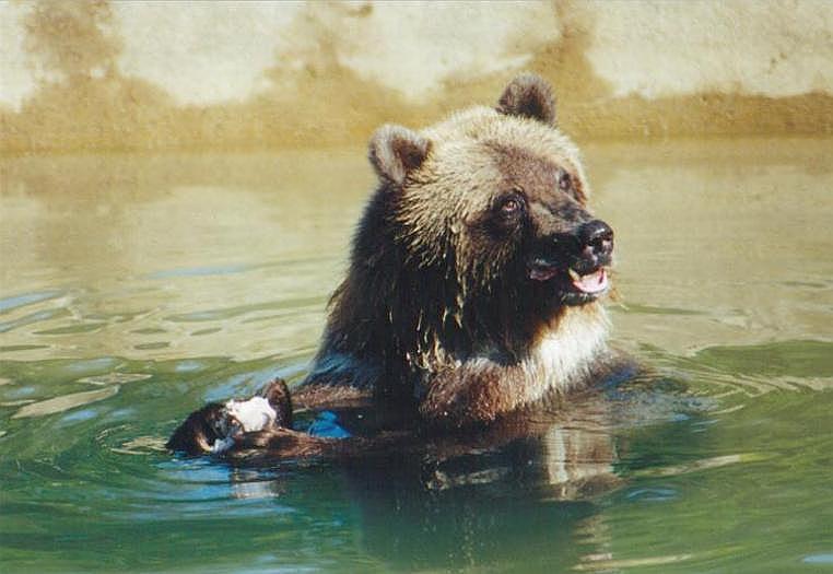 0929-Brown Bear-by Art Slack.jpg