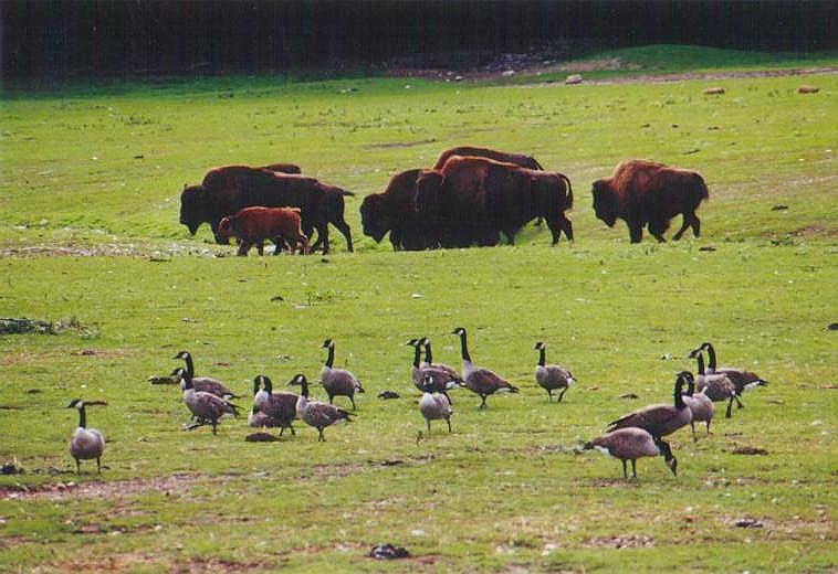 1004-American Bisons and Canada Geese-by Art Slack.jpg