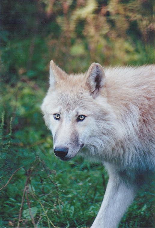 1006 2-Gray Wolf-by Art Slack.jpg