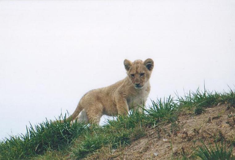 1008-African Lion Cub-by Art Slack.jpg