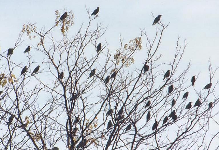 1011-Bird Flock on Tree-by Art Slack.jpg