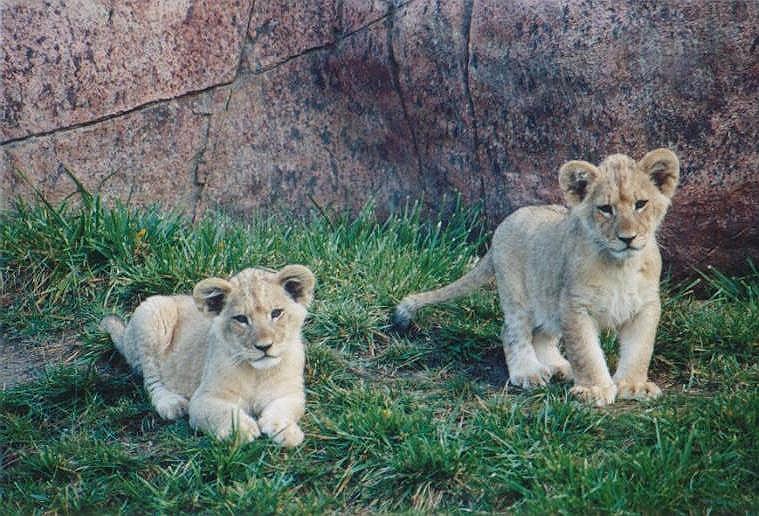 1016-African Lion Cubs-by Art Slack.jpg