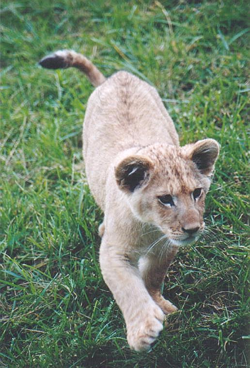 1017-African Lion Cub-by Art Slack.jpg