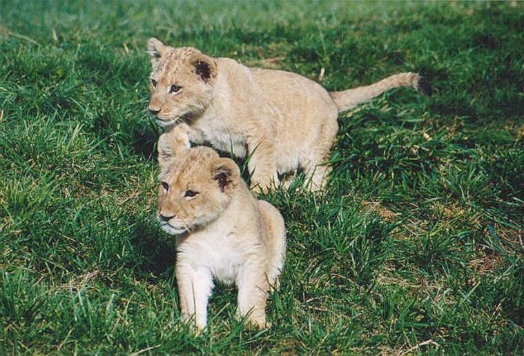 1020-African Lion Cubs-by Art Slack.jpg