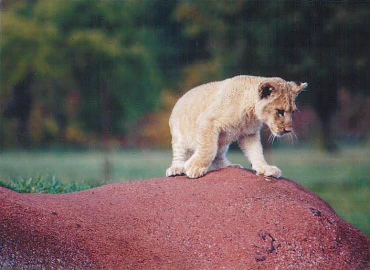 1023-African Lion Cub-by Art Slack.jpg