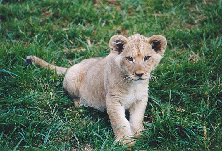 1024-African Lion Cub-by Art Slack.jpg
