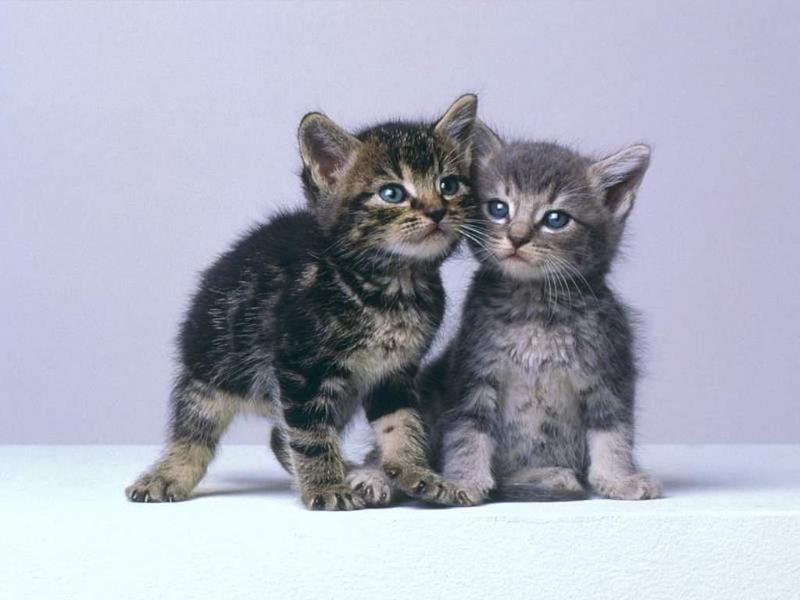 1024 - 2 House Cat Kittens-by RoseBud.jpg
