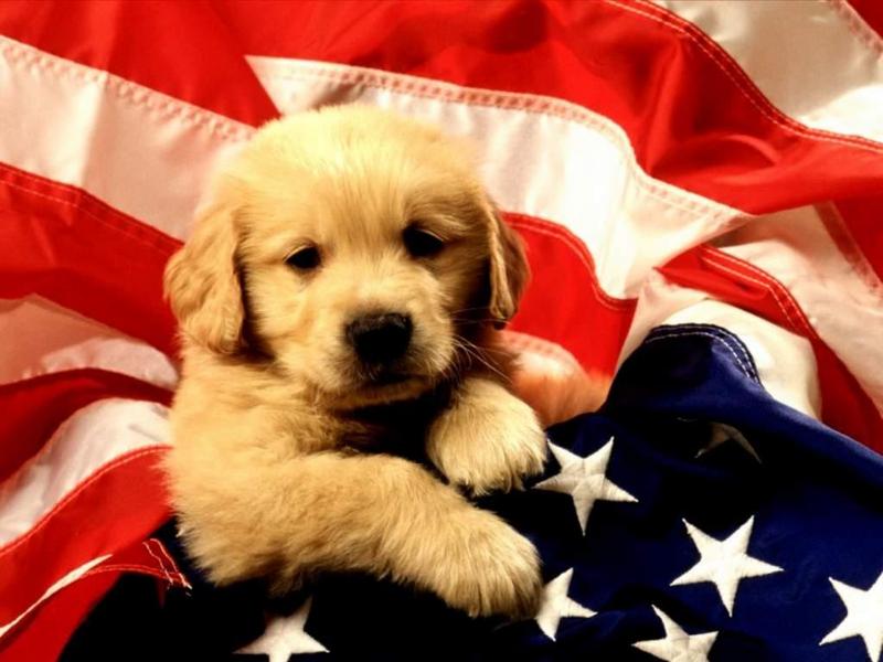 1024 - American Puppy-by RoseBud.jpg