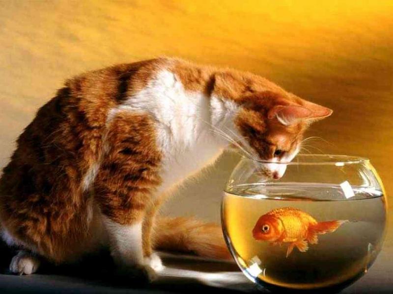 1024 - Cat   GoldFish-by RoseBud.jpg